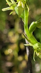 Prasophyllum pallidum