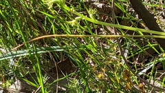 Prasophyllum pallidum