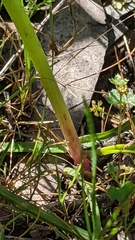 Prasophyllum pallidum