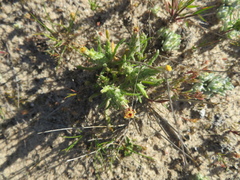 Podotheca angustifolia