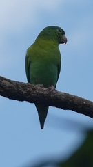 Brotogeris jugularis