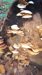 Crepidotus mollis