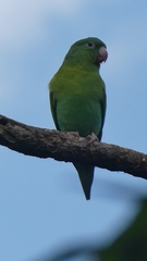 Brotogeris jugularis