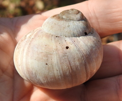 Helix pomatia