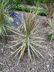 Dracaena reflexa angustifolia