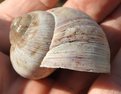 Helix pomatia