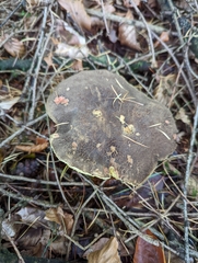 Xerocomellus chrysenteron