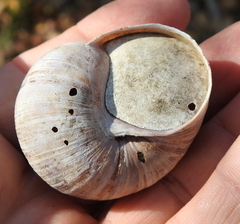 Helix pomatia