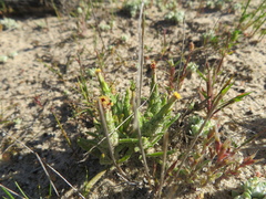 Podotheca angustifolia