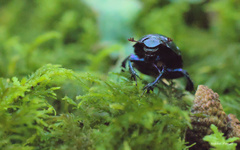 Anoplotrupes stercorosus