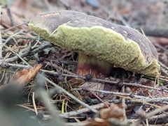 Xerocomellus chrysenteron