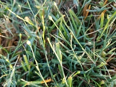 Symphyotrichum divaricatum