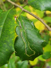 Phytomyza opacae