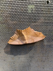 Prochoerodes lineola