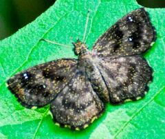 Staphylus hayhurstii