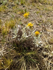 Senecio crassiflorus