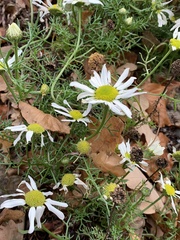 Tripleurospermum maritimum