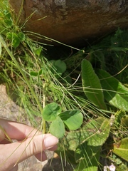 Indigofera trifolioides