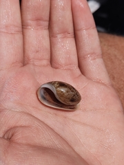 Bulla occidentalis