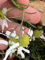 Tripleurospermum maritimum