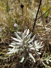 Senecio crassiflorus