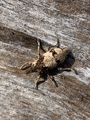 Bothynoderes affinis