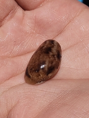 Bulla occidentalis