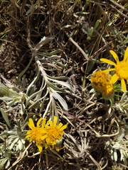 Senecio crassiflorus