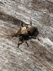 Bothynoderes affinis