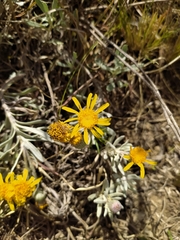 Senecio crassiflorus
