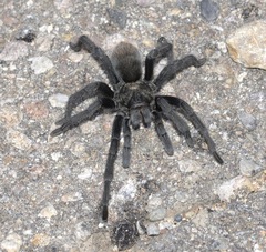 Aphonopelma madera