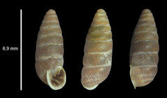 Abida secale