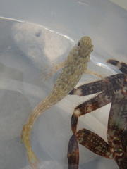 Parablennius sanguinolentus