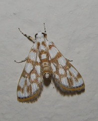 Obtusipalpis pardalis