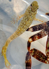 Parablennius sanguinolentus