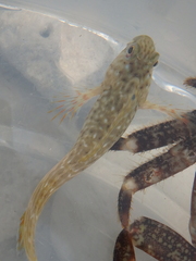 Parablennius sanguinolentus