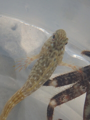 Parablennius sanguinolentus