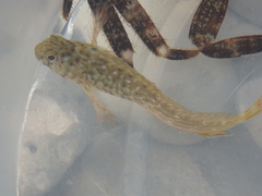 Parablennius sanguinolentus