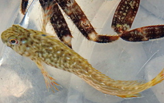 Parablennius sanguinolentus