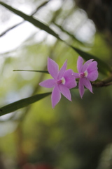 Dimerandra emarginata