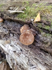 Crepidotus crocophyllus