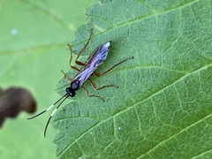 Vulgichneumon saturatorius