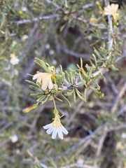 Scaevola spinescens