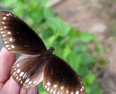 Euploea core