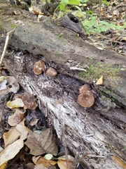 Crepidotus crocophyllus