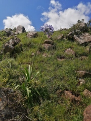Agapanthus praecox