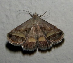 Acantholipes trimeni