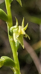 Prasophyllum pallidum