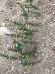 Asparagus acutifolius