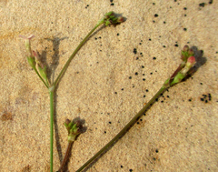 Cordylostigma virgatum